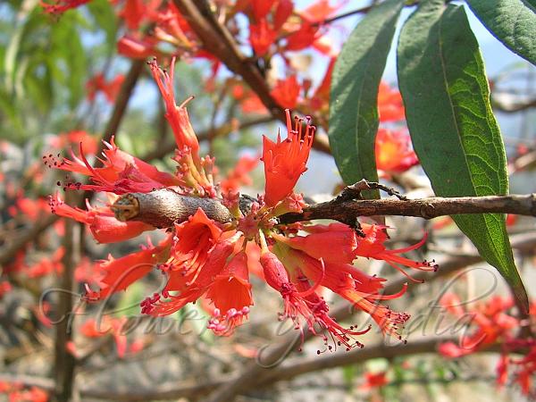 Fire Flame Bush